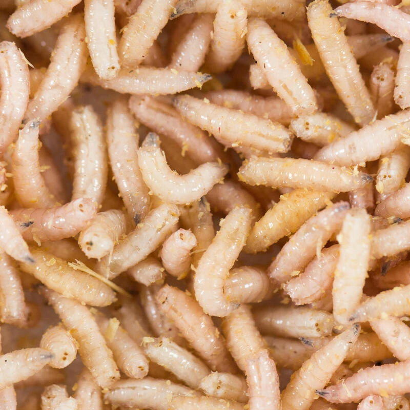 No Brand Appâts Vivants De Pêche, 1/2 L Gozzers Blancs 3 No Brand Appâts Vivants De Pêche, 1/2 L Gozzers Blancs