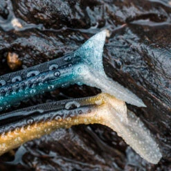 COMBO Leurres Souples Shad Lançon EELO 150 25g AYU/BLEU -Pêche Promotion Boutique combo leurres souples shad lancon eelo 150 25g ayubleu 6