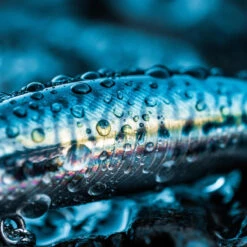 Poisson Nageur SAXTON 75S MAQUEREAU VERT Pêche Au Leurre En Mer -Pêche Promotion Boutique poisson nageur saxton 75s maquereau vert peche au leurre en mer 4